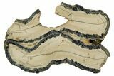 Mammoth Molar Slice With Case - South Carolina #337734-1